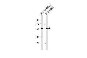 All lanes : Anti-XKRX Antibody (C-term) at 1:1000 dilution Lane 1: human fetal kidney lysate Lane 2: NCI- whole cell lysate Lysates/proteins at 20 μg per lane. (XKRX antibody  (C-Term))