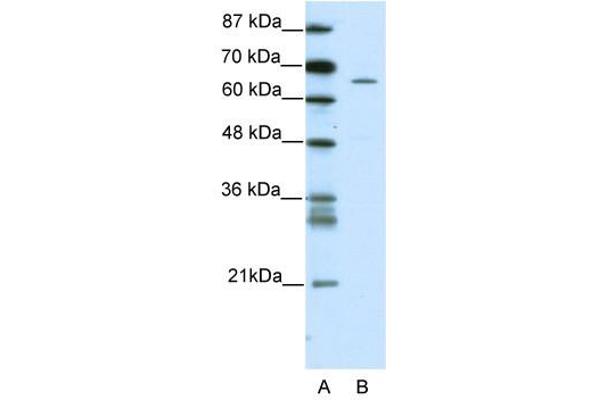 ZNF205 antibody  (N-Term)