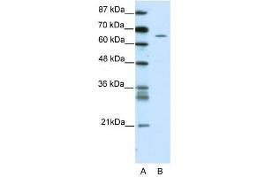 ZNF205 antibody (20R-1197) used at 0. (ZNF205 antibody  (N-Term))