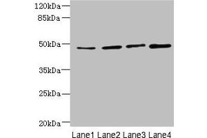 TTC5 antibody  (AA 201-440)