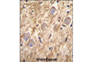 PCDHGA8 Antibody immunohistochemistry analysis in formalin fixed and paraffin embedded human brain tissue followed by peroxidase conjugation of the secondary antibody and DAB staining. (PCDHGA8 antibody  (C-Term))
