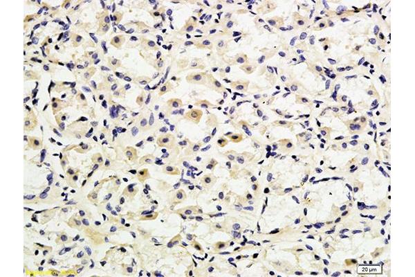 SELPLG antibody  (AA 251-350)