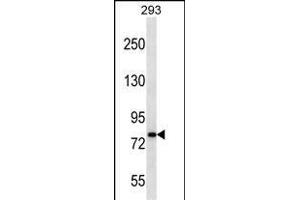 CDH19 Antibody (C-term) (ABIN656875 and ABIN2846076) western blot analysis in 293 cell line lysates (35 μg/lane). (CDH19 antibody  (C-Term))
