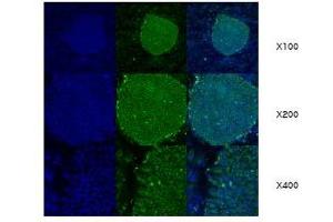 Immunofluorescence (IF) image for anti-Heat Shock Protein 90kDa beta (Grp94), Member 1 (HSP90B1) (AA 676-803) antibody (ABIN317570) (GRP94 antibody  (AA 676-803))