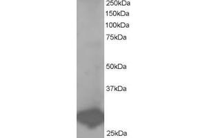 ABIN184725 staining (1µg/ml) of Human Placenta lysate (RIPA buffer, 35µg total protein per lane). (BCAP31 antibody  (C-Term))