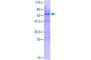 MIS18 Binding Protein 1 (MIS18BP1) (AA 1-314) protein (GST tag)