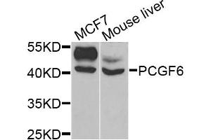 Western blot analysis of extracts of MCF7 and mouse liver cells, using PCGF6 antibody. (PCGF6 antibody)
