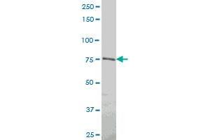 PROX1 antibody  (AA 638-737)