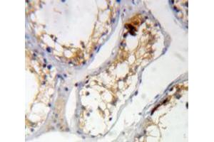 IHC-P analysis of Testis tissue, with DAB staining. (KIAA1524 antibody  (AA 230-560))