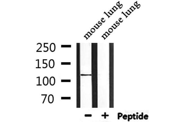 Centriolin antibody
