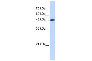 C14ORF130 antibody used at 1 ug/ml to detect target protein. (UBR7 antibody  (N-Term))