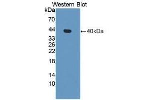 Detection of recombinant APOH using Polyclonal Antibody to Apolipoprotein H (APOH) (APOH antibody  (AA 21-345))