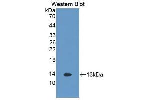 Western Blotting (WB) image for anti-Chemokine (C-X-C Motif) Ligand 1 (Melanoma Growth Stimulating Activity, Alpha) (CXCL1) (AA 25-96) antibody (ABIN3201226) (CXCL1 antibody  (AA 25-96))