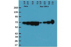 Gels were loaded with 1, 2. (HSPD1 antibody)