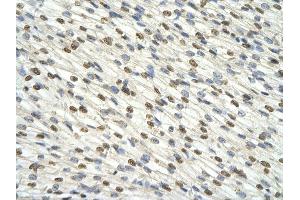 Immunohistochemistry (IHC) image for anti-DAZ Associated Protein 1 (DAZAP1) (C-Term) antibody (ABIN2779143)