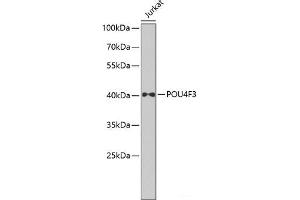 Western blot analysis of extracts of Jurkat cells using POU4F3 Polyclonal Antibody at dilution of 1:1000.