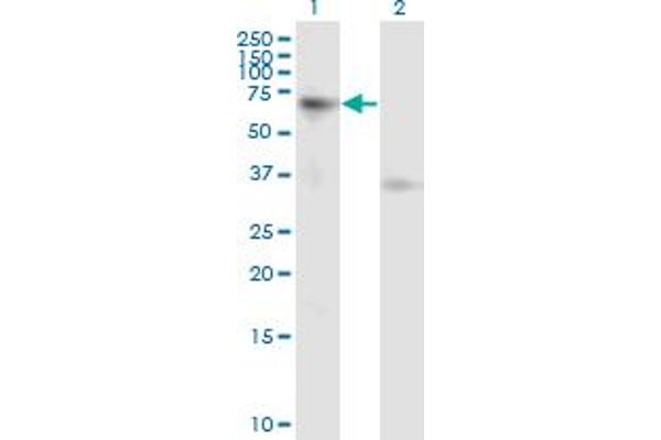 Activin A Receptor Type IB/ALK-4 antibody  (AA 24-126)
