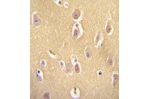 Immunohistochemistry analysis in formalin fixed and paraffin embedded human brain tissue reacted with AP53019PU-N, which was peroxidase conjugated to the secondary antibody and followed by DAB staining.