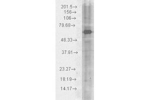 Western blot analysis of Human HeLa cell lysates showing detection of HSP70 protein using Chicken Anti-HSP70 Polyclonal Antibody .