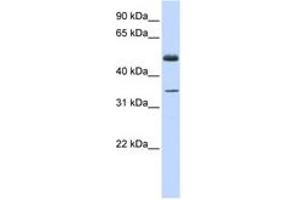 Image no. 1 for anti-Zinc Finger Protein 223 (ZNF223) (C-Term) antibody (ABIN6742612)
