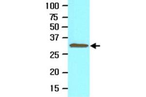 Cell lysate of Jurkat (30 ug) was resolved by SDS-PAGE and probed with TOLLIP monoclonal antibody, clone k1B17  (1:500). (TOLLIP antibody  (AA 61-274))