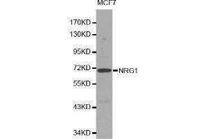 Western blot analysis of MCF7 cell lysate using NRG1 antibody.