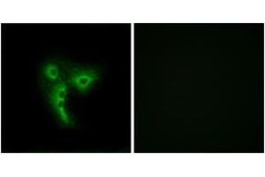 Immunofluorescence analysis of A549 cells, using OR4A4/4A47 Antibody. (OR4A4,4A47 (AA 250-299) antibody)