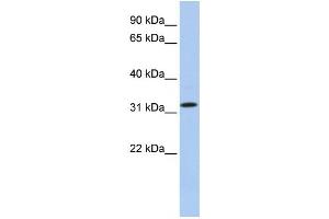 Western Blotting (WB) image for anti-Chromosome 15 Open Reading Frame 26 (C15orf26) antibody (ABIN2459651) (C15orf26/CFAP161 antibody)