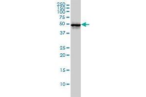 CDC37 monoclonal antibody (M01), clone 3C7. (CDC37 antibody  (AA 1-378))