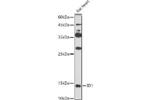 Western blot analysis of extracts of Rat heart, using ID1 antibody (ABIN6130480, ABIN6142136, ABIN6142137 and ABIN6224493) at 1:500 dilution. (ID1 antibody  (AA 1-155))