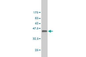 Western Blot detection against Immunogen (36. (Exportin 2 antibody  (AA 872-971))