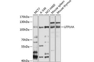 Western blot analysis of extracts of various cell lines, using UTP14A antibody  at 1:1000 dilution. (UTP14A antibody  (AA 1-260))