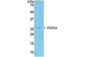 Detection of Recombinant FBLN2, Mouse using Polyclonal Antibody to Fibulin 2 (FBLN2) (FBLN2 antibody  (AA 896-1106))