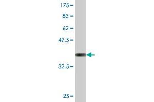 Western Blot detection against Immunogen (35. (UBA6 antibody  (AA 962-1051))