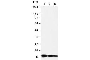 Western blot testing of IP10 antibody and Lane 1:  recombinant human protein 10ng (CXCL10 antibody  (AA 79-98))