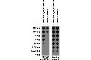 Serial dilutions of BSA-conjugated modified and unmodified peptides dotted onto membrane and probed with N227/21 (left) and loading control (right) TC supe.