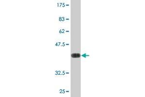 Western Blot detection against Immunogen (37. (MXI1 antibody  (AA 73-182))