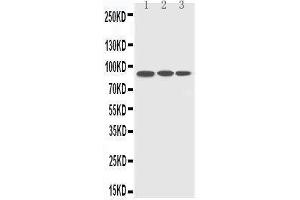 Anti-CDC5L antibody, Western blotting Lane 1: HELA Cell Lysate Lane 2: RAJI Cell Lysate Lane 3: A549 Cell Lysate (CDC5L antibody  (C-Term))