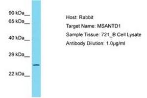 Image no. 1 for anti-Myb/SANT-Like DNA-Binding Domain Containing 1 (MSANTD1) (AA 159-208) antibody (ABIN6750796) (MSANTD1 antibody  (AA 159-208))