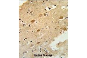 Formalin-fixed and paraffin-embedded human brain tissue reacted with GAL3ST1 Antibody (Center), which was peroxidase-conjugated to the secondary antibody, followed by DAB staining. (GAL3ST1 antibody  (AA 88-116))