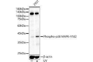 Western blot analysis of extracts of various cell lines, using Phospho-p38 MAPK-Y182 antibody (ABIN3023585, ABIN3023586, ABIN3023587 and ABIN6225421) at 1:500 dilution. (MAPK14 antibody  (pTyr182))