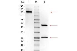 SDS-PAGE of Mouse IgG2a Kappa Isotype Control.