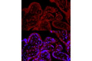 Immunofluorescence analysis of human placenta cells using eNOS Rabbit pAb (ABIN3022121, ABIN3022122, ABIN3022123 and ABIN6218610) at dilution of 1:50 (40x lens). (ENOS antibody  (AA 1-120))