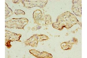 Immunohistochemistry of paraffin-embedded human placenta tissue using ABIN7159252 at dilution of 1:100 (MAGEA1 antibody  (AA 2-225))