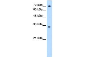WB Suggested Anti-FCGRT Antibody Titration:  0. (FcRn antibody  (N-Term))