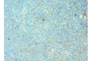 Immunohistochemistry of paraffin-embedded human tonsil tissue using ABIN7153122 at dilution of 1:100 (FOSL1 antibody  (AA 1-100))