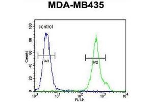 CD1E Antibody (Center) flow cytometric analysis of MDA-MB435 cells (right histogram) compared to a negative control cell (left histogram).