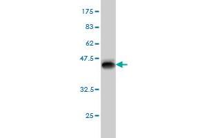 Western Blot detection against Immunogen (37. (Myopalladin antibody  (AA 61-170))