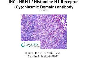 Image no. 2 for anti-Histamine Receptor H1 (HRH1) (3rd Cytoplasmic Domain) antibody (ABIN1735570) (HRH1 antibody  (3rd Cytoplasmic Domain))