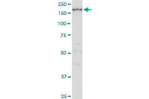 IGSF1 monoclonal antibody (M01), clone 4C7. (IGSF1 antibody  (AA 220-310))